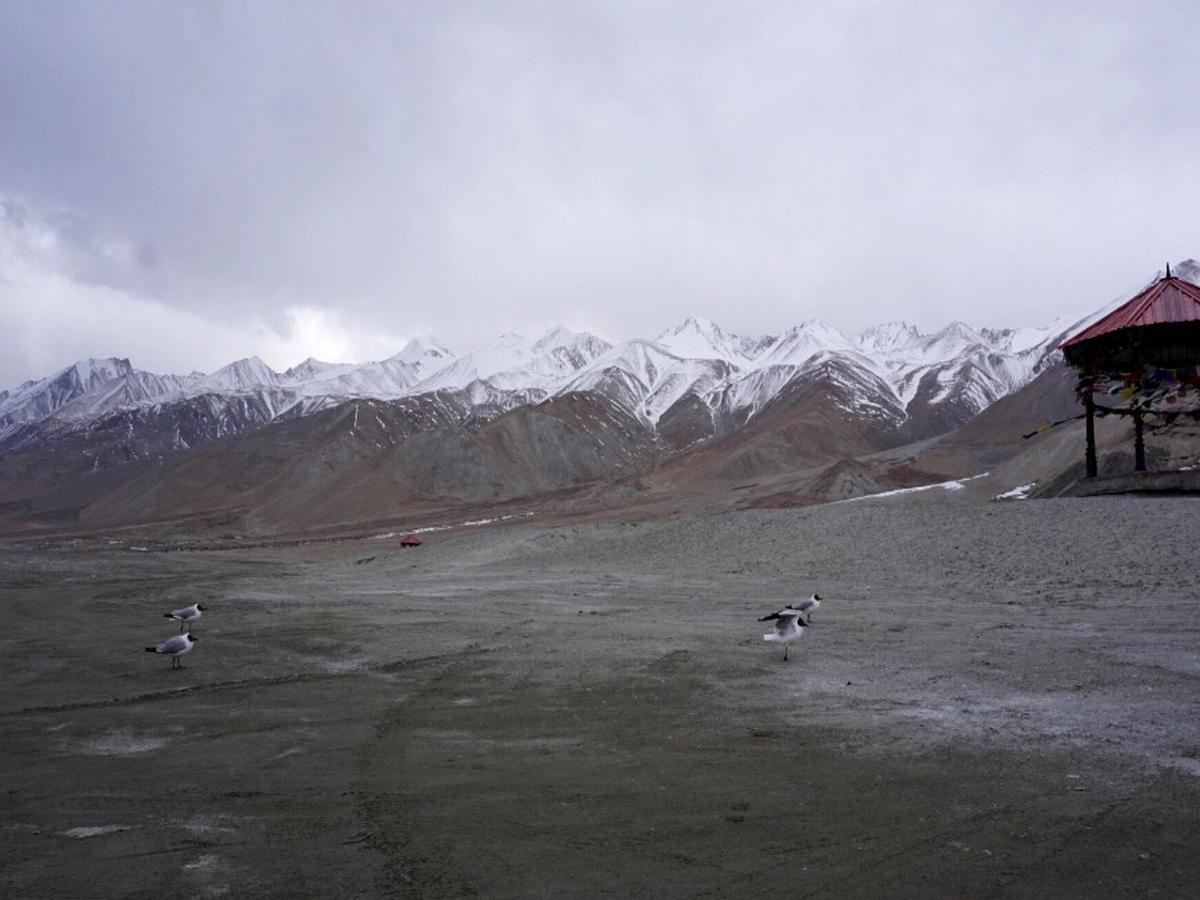 Pangong Delight Camps And Cottages Spangmik Exterior foto
